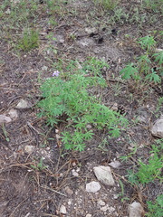 Lupinus neomexicanus