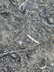 Stephanomeria virgata