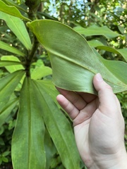 Costus guanaiensis macrostrobilus