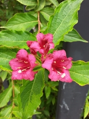 Weigela florida