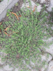 Euphorbia prostrata