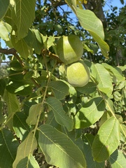 Juglans