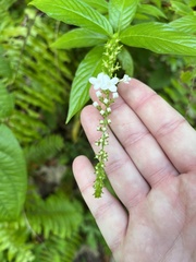 Gonzalagunia hirsuta