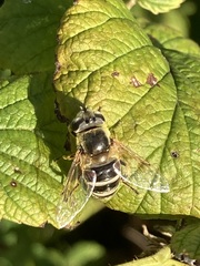 Eristalis stipator