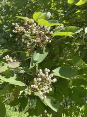 Cornus drummondii