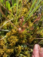 Drosera anglica