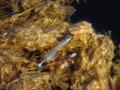 Erythromma viridulum