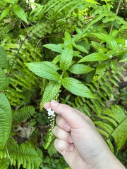 Gonzalagunia hirsuta