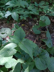 Persicaria virginiana