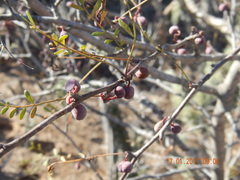 Bursera microphylla