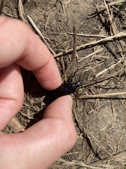 Carabus