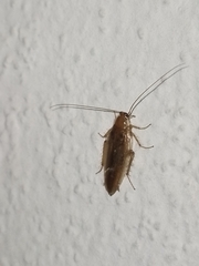 Ectobius vittiventris