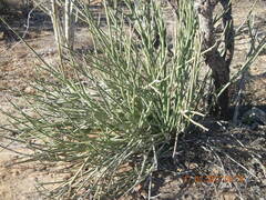 Euphorbia lomelii