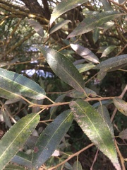 Salix alba