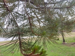 Pinus leiophylla