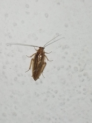 Ectobius vittiventris