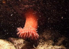 Actinia equina