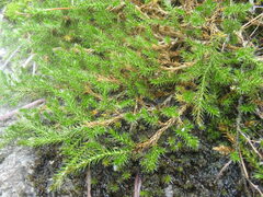Selaginella underwoodii