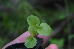 Erythranthe