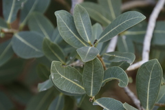 Ficus ilicina image