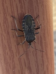 Anasa