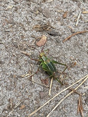 Barbitistes constrictus