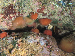 Actinia equina
