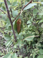 Papilio multicaudata
