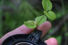 Erythranthe