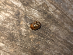 Leptinotarsa decemlineata