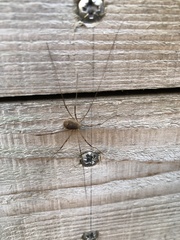 Leiobunum blackwalli