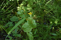 Erythranthe