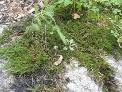 Selaginella underwoodii