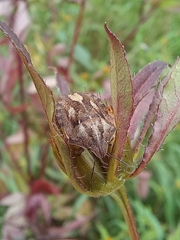 Eurygaster testudinaria