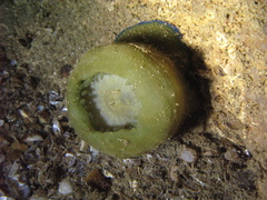 Actinia equina