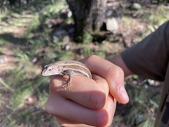 Sceloporus virgatus