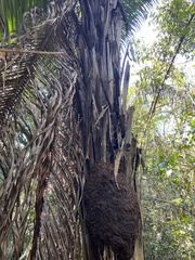 Attalea phalerata