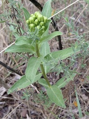 Asclepias viridis