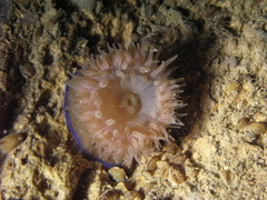 Actinia equina