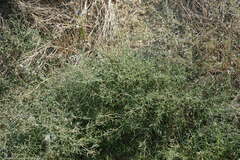 Atriplex aucheri