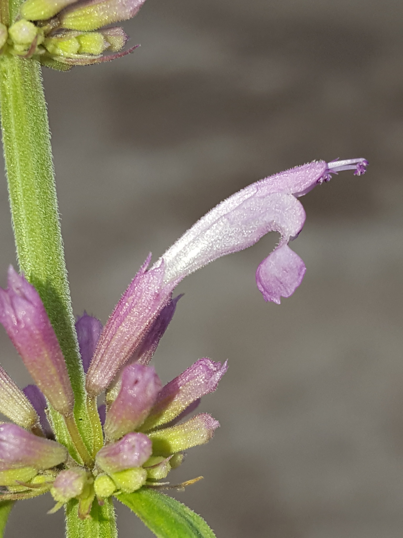 Agastache pallidiflora var. gilensis