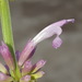 Agastache pallidiflora gilensis - Photo (c) Alex Abair, some rights reserved (CC BY-NC), uploaded by Alex Abair