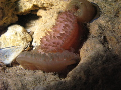 Actinia equina