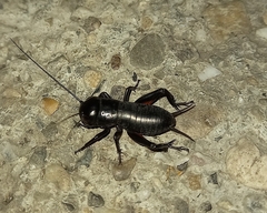 Gryllus campestris