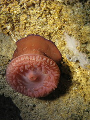Actinia equina