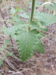 Agastache pallidiflora gilensis