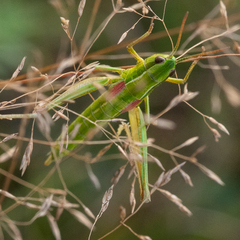 Euthystira brachyptera