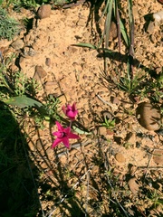 Hesperantha pauciflora