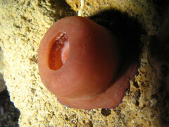 Actinia equina