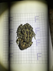 Sclerophrys pantherina